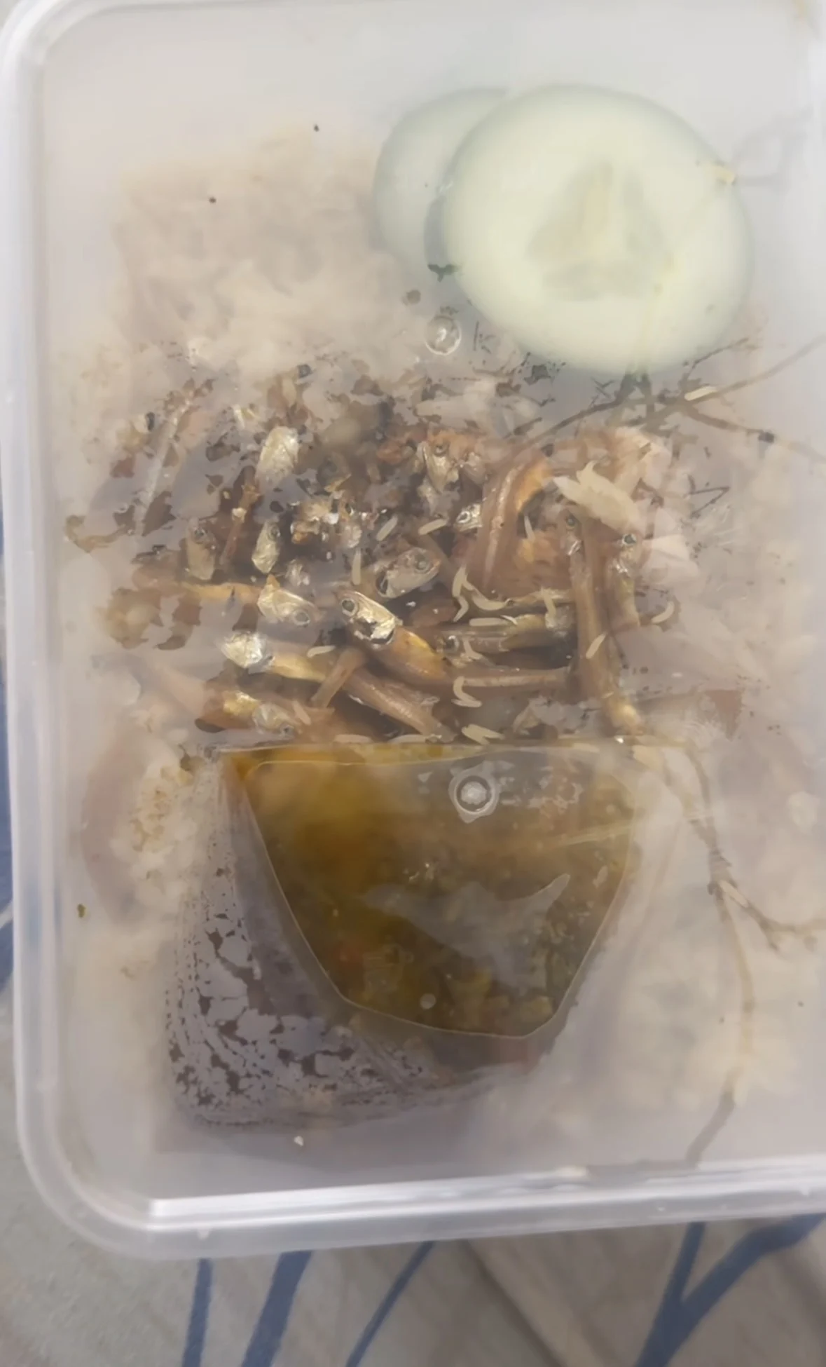  wk m’sian loses appetite after finding ‘worms’ crawling in nasi goreng kampung she ordered. 
