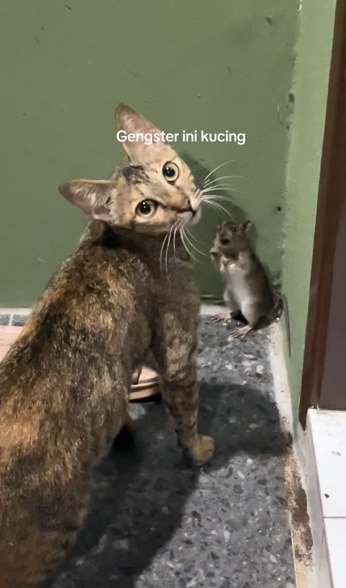 3 cats cornered rat