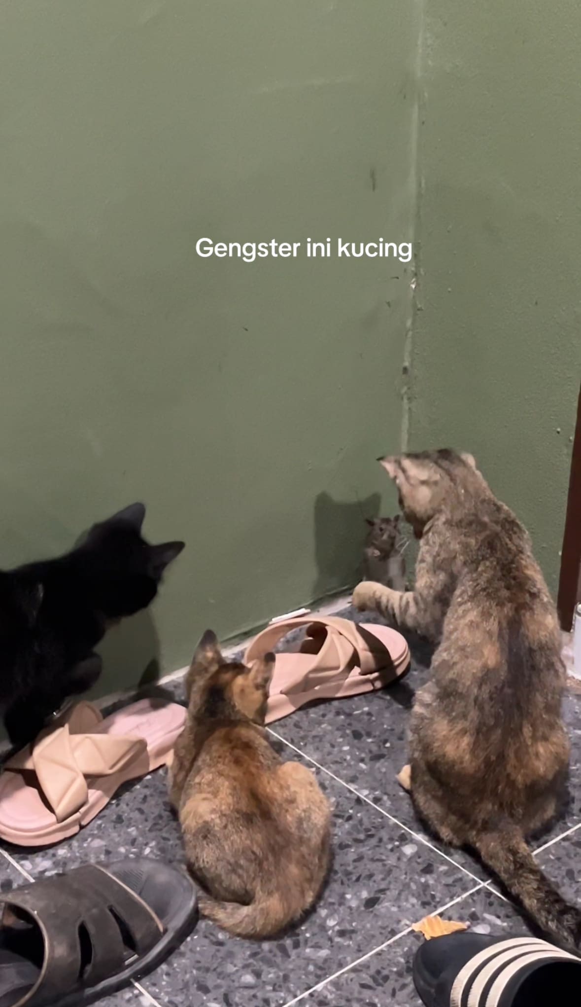 3 cats cornered rat