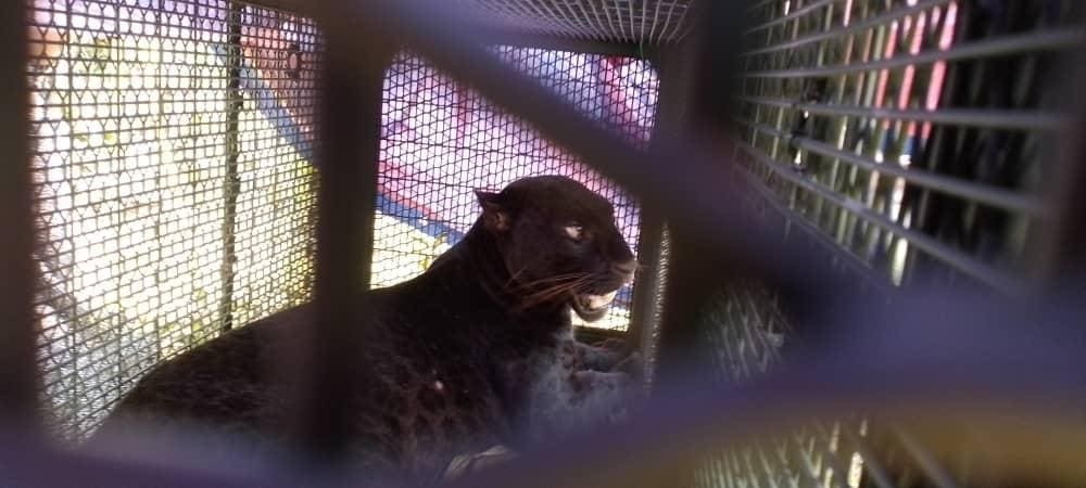 Black panther in a cage after been caught by Perhilitan authorities 