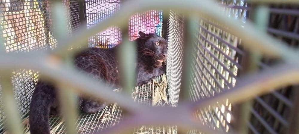 Black panther that was caught by Perhilitan