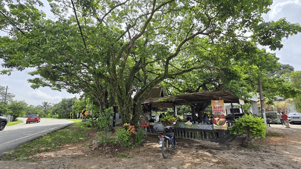 50 sen nasi lemak in Melaka (1)