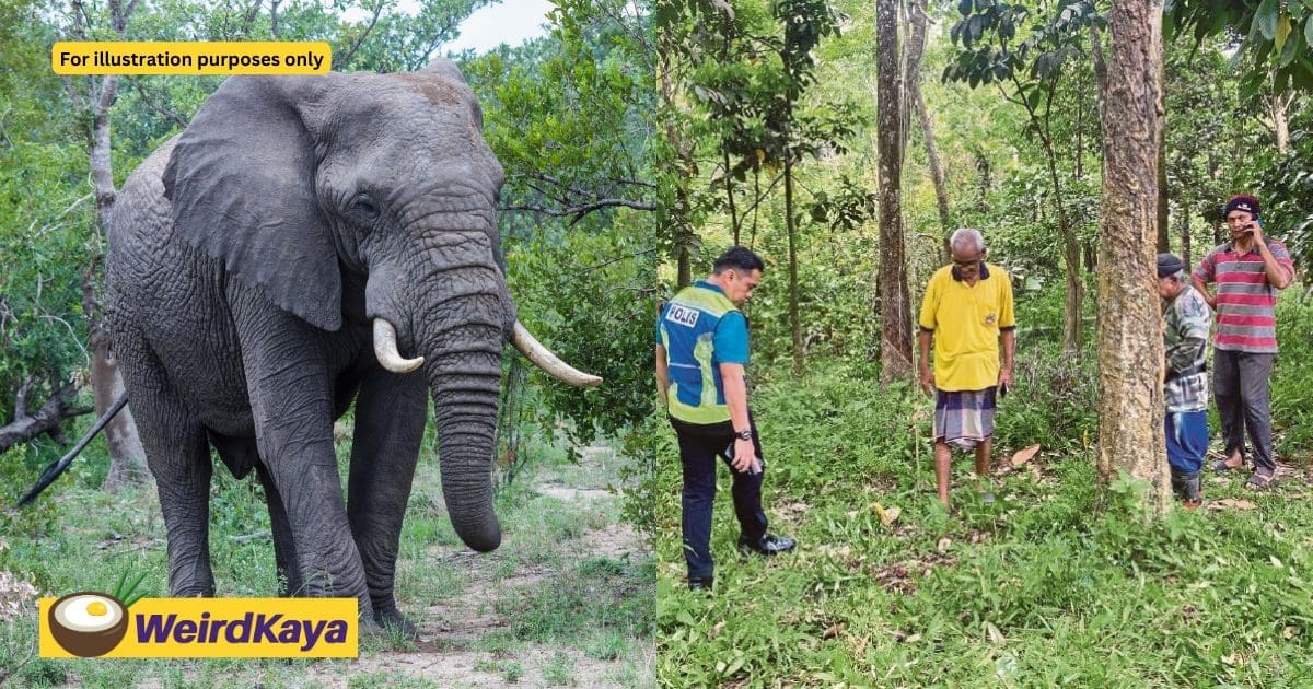 62yo M'sian Woman In ICU After Elephant Attack While Tapping Rubber
