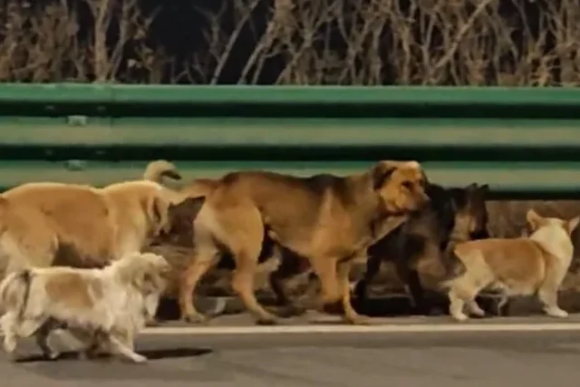 7 dogs on the streets