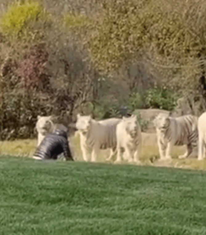 A tourist intrudes a group of white tigers at the Beijing Wildlife Park (2)