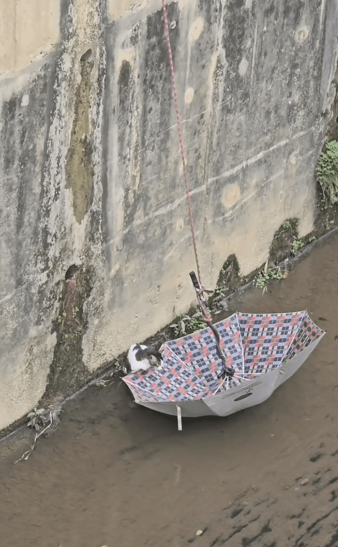 Cat Falls Into Drain Near MRT Taman Equine, Rescued After 2 Attempts By Bomba