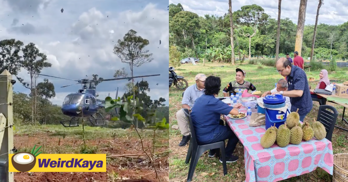 Datuk travels from kl to segamat by helicopter to enjoy durian buffet at a farm | weirdkaya