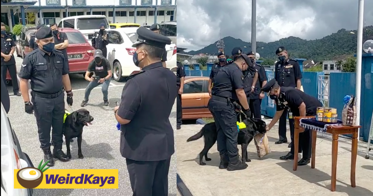 Good doggo rewarded by police with an appreciation party for busting drug case in langkawi | weirdkaya