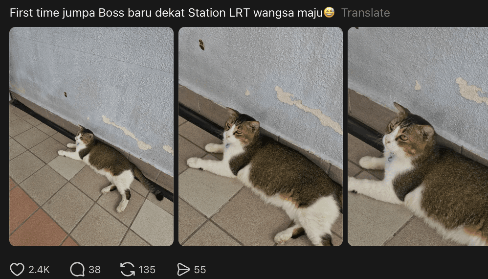 LRT Wangsa Maju Has A New Cat ‘Boss' & M’sians Are Already Obsessed