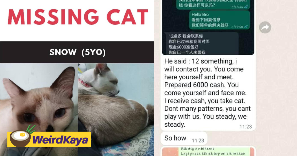 'catnapper' demands rm6k ransom from owner to guarantee pet’s safety | weirdkaya