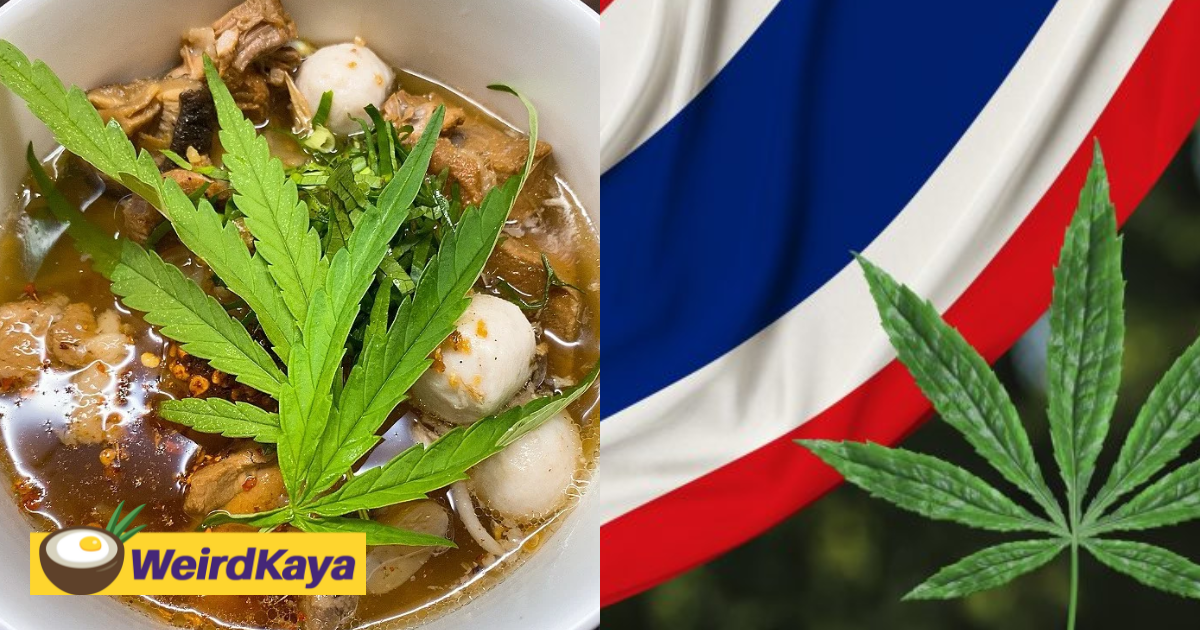 S'porean tourist mistakenly eats cannabis-infused noodles in thailand after thinking it was kangkung | weirdkaya