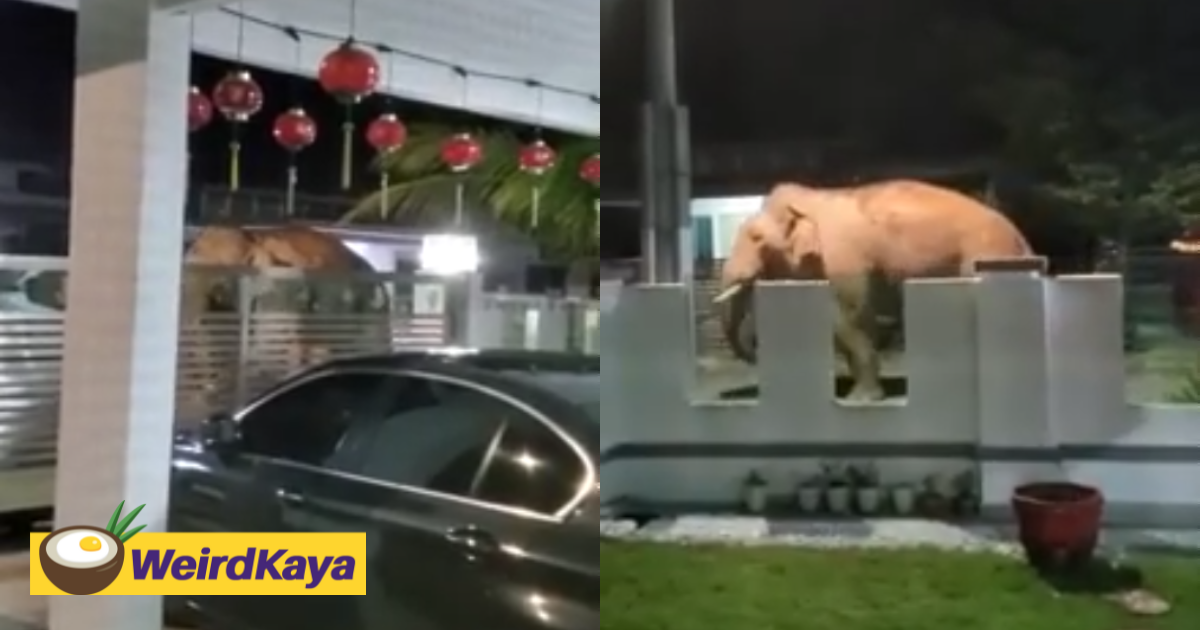 Elephant seen looking for food in kluang again, this time at a residential area | weirdkaya