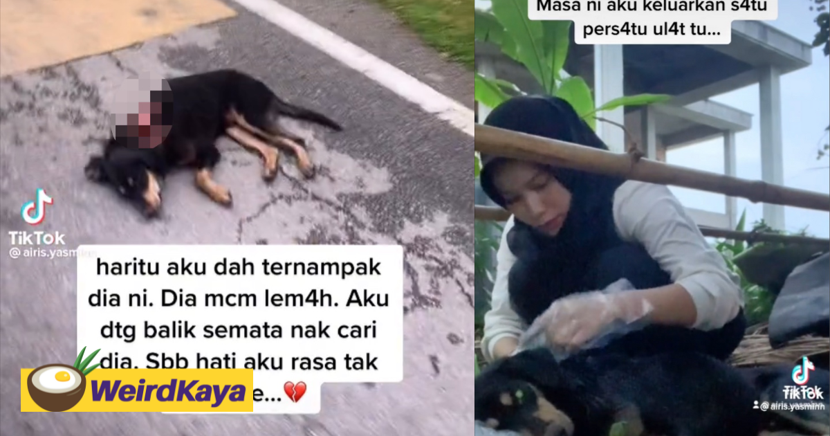 M'sian girl comes to the aid of injured dog lying by the roadside | weirdkaya
