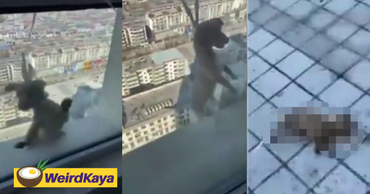 [video] children heard laughing after tossing puppy off the 20th floor on purpose | weirdkaya