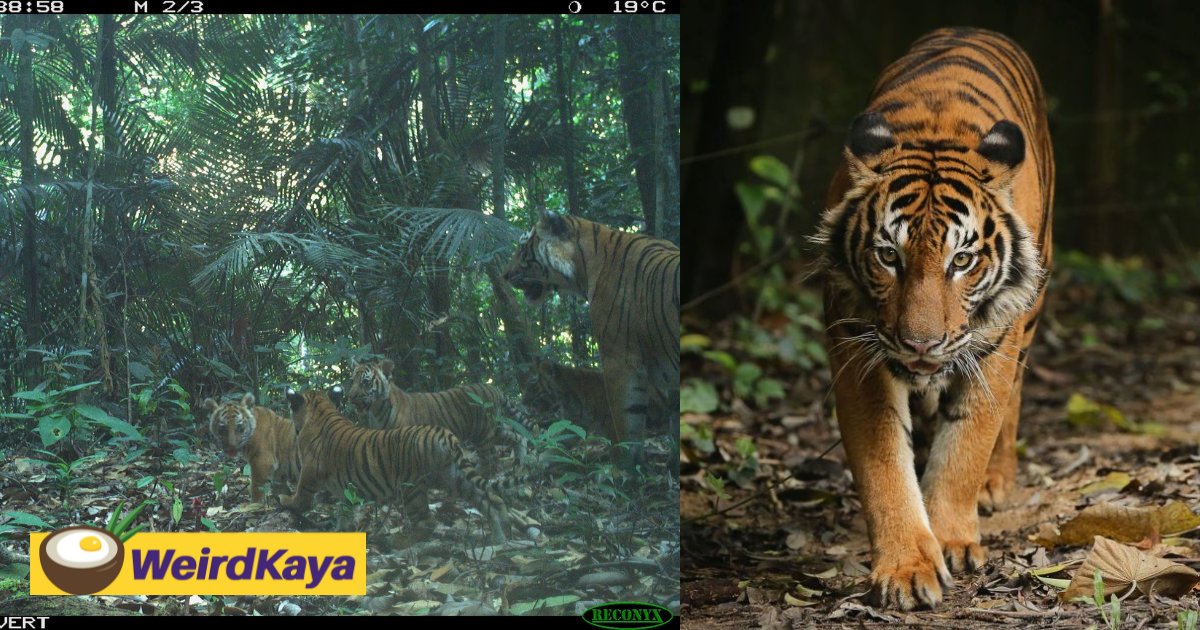 Four malayan tiger cubs spotted in perak forest, bringing newfound hope for its survival | weirdkaya