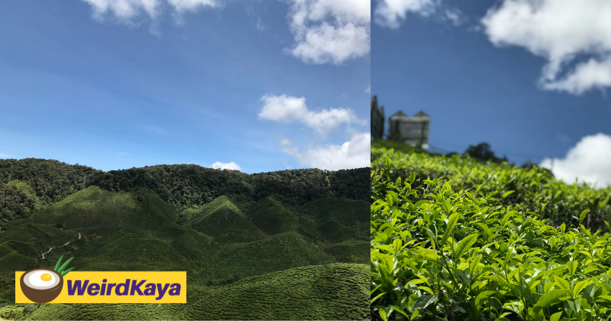 This idyllic location at cameron highlands offers an idyllic experience at rm300+ for 3d2n | weirdkaya