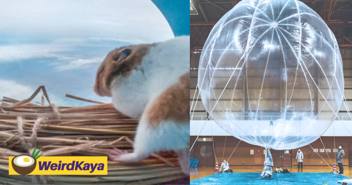 Hamster safely returns from trip to stratosphere on a balloon | weirdkaya