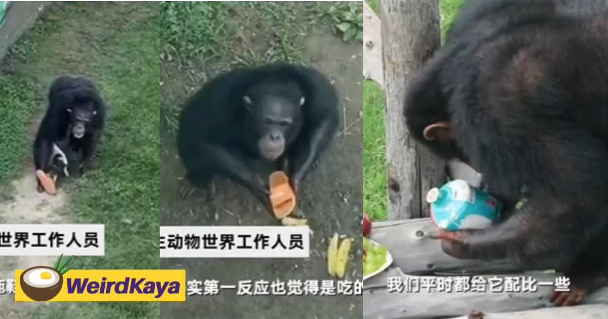  clever orangutan in china zoo tosses back slipper in exchange for popcorn | weirdkaya