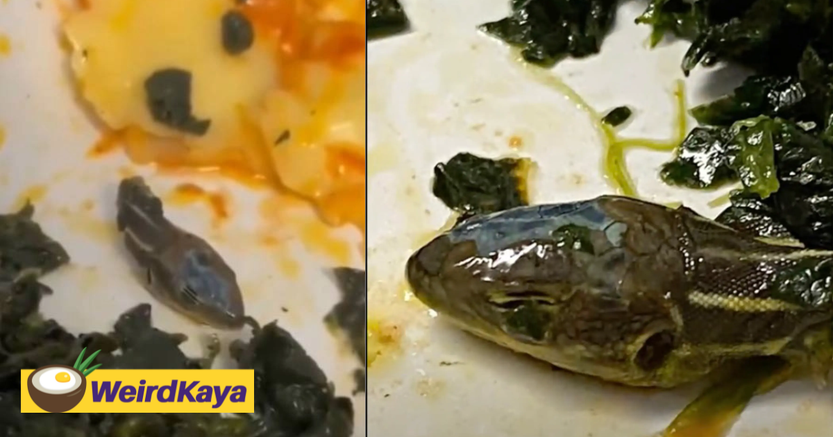 [video] flight attendant left disgusted after finding severed snake head in her meal | weirdkaya