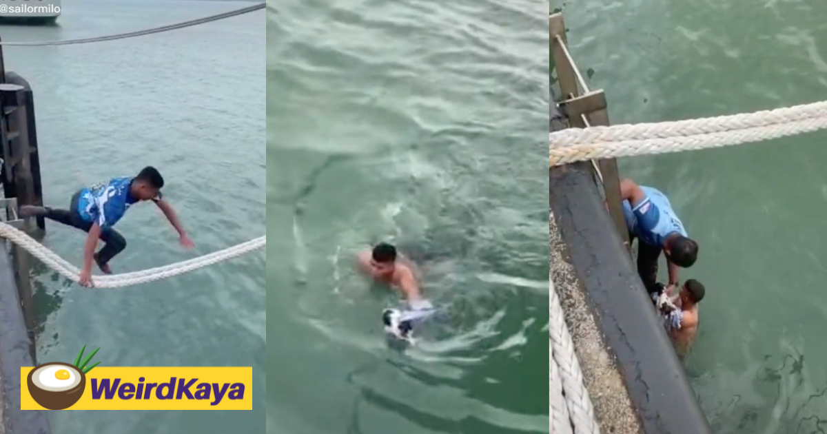 [video] sailor praised for jumping into sea to save cat trapped on ship's bow | weirdkaya