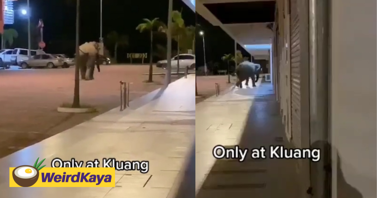  netizens stunned and saddened to see wild elephant roaming around in kluang | weirdkaya