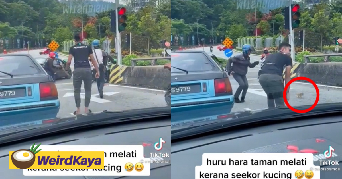 Group of m'sians try to rescue oyen near traffic light, leaves netizens amused | weirdkaya