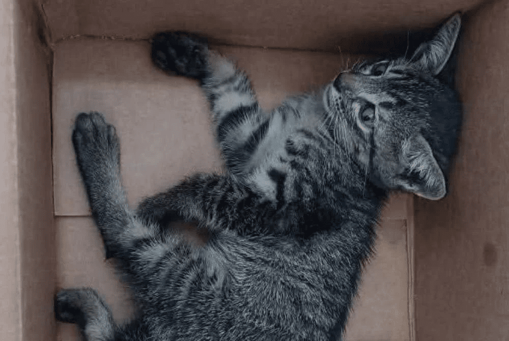 Man jailed for throwing kitten (2)
