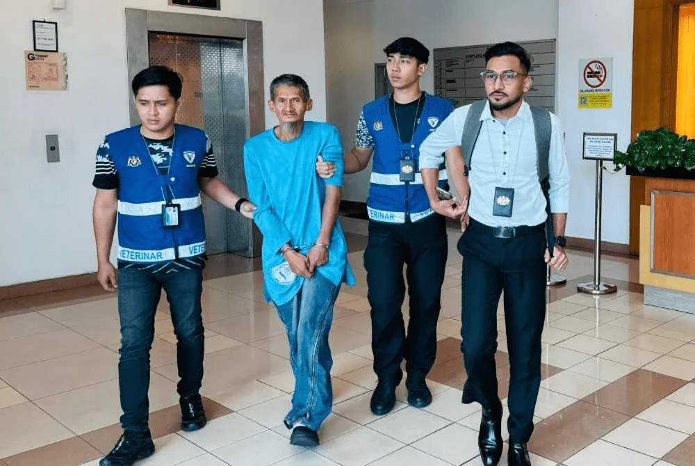 Man jailed for throwing kitten (3)