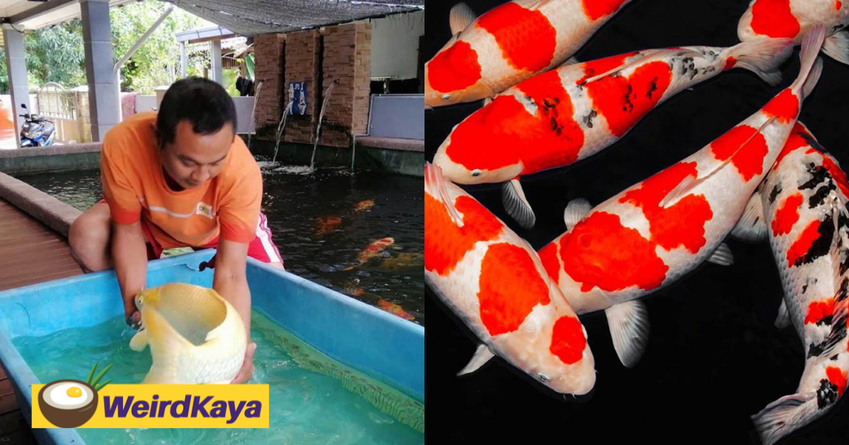 Man sells off land to buy japanese koi fish worth rm300,000 | weirdkaya