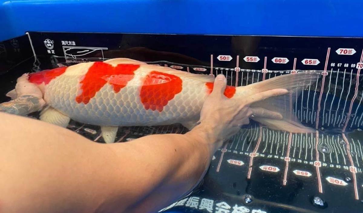 Man Sells Off Land To Buy Japanese Koi Fish Worth Rm300,000 | Weirdkaya Man sells off land to buy japanese koi fish worth rm300,000 | weirdkaya