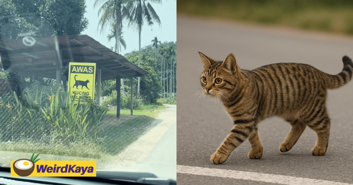 A 'Beware of Cats Crossing' Sign Was Spotted In Kulim & Netizens Think It’s Purr-fectly Thoughtful