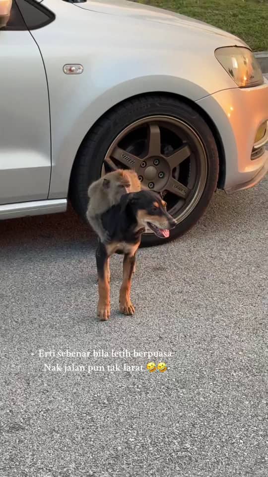a dog giving a ride to a monkey friend