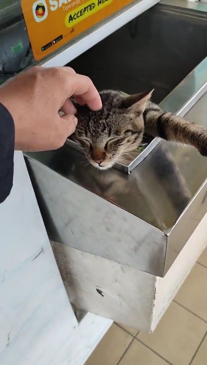 a man patting the cat's head