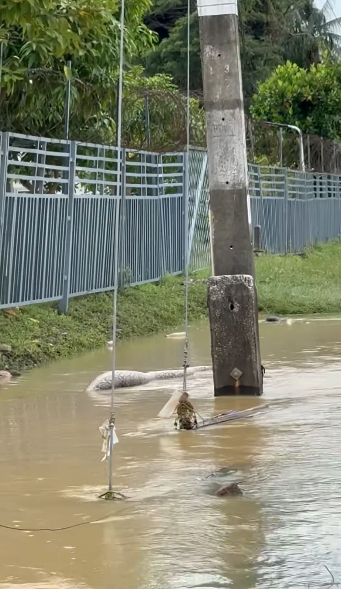 A Massive Python Spotted Swaying In Floodwaters Amid Devastating Floods In Southern Thailand