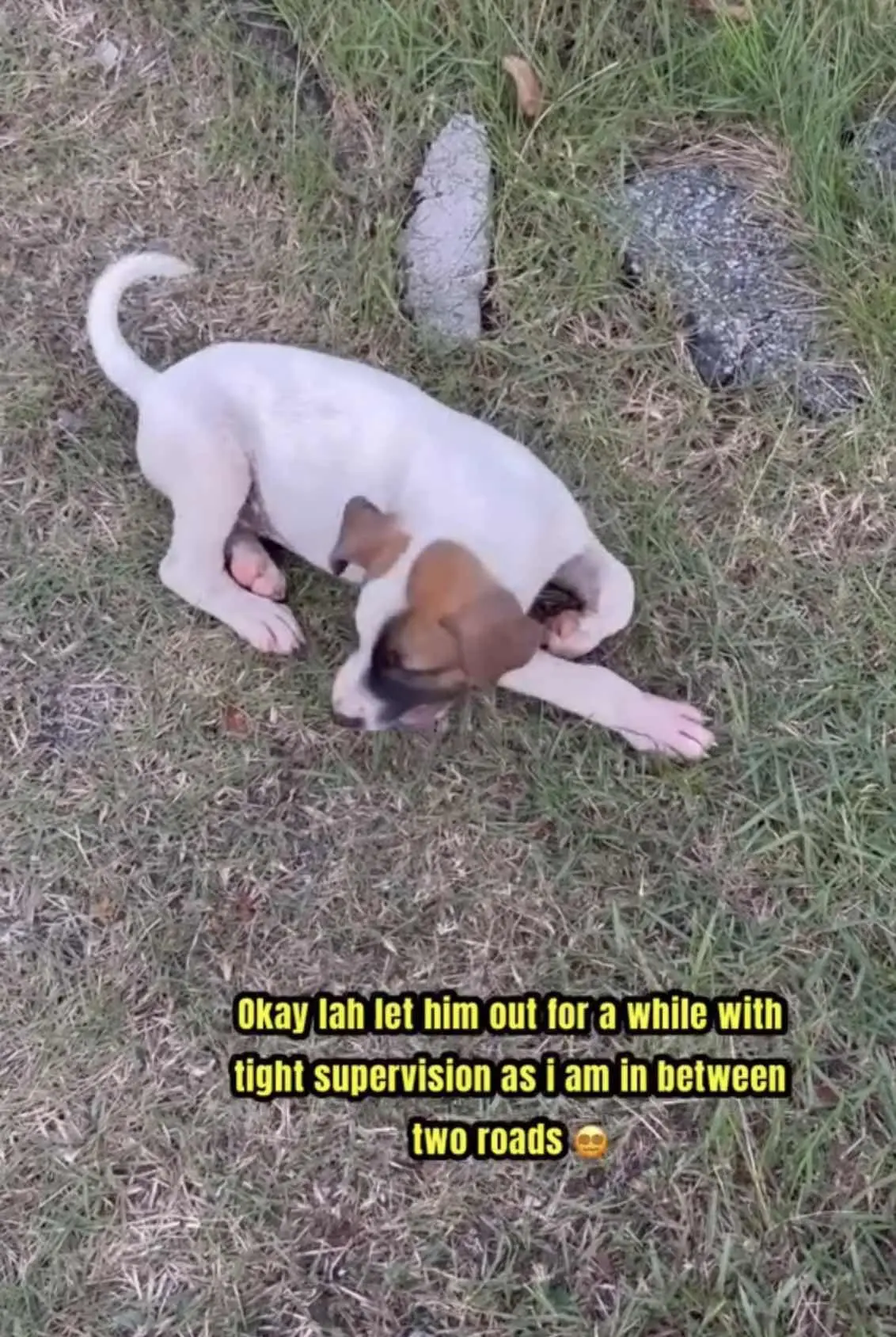 Another puppy of his