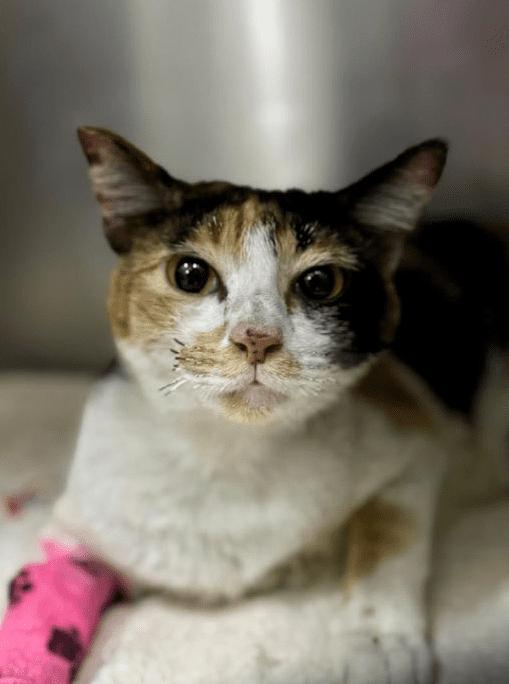 Api Bunga lone survivor (2)