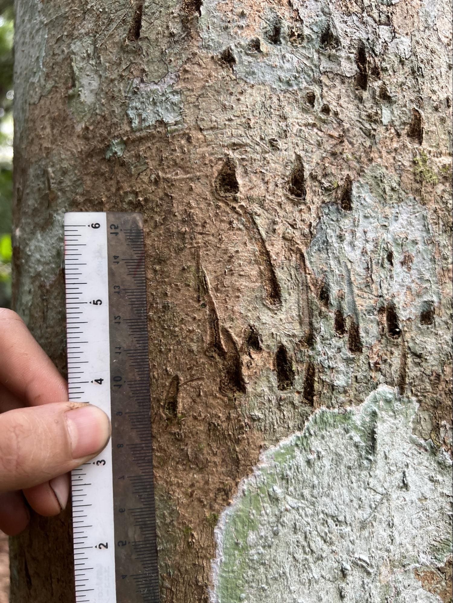 Azam measuring tree