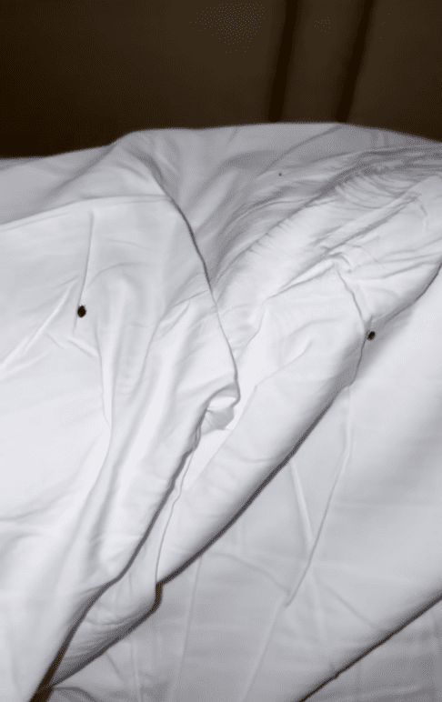 Bed bugs on hotel bedsheets in Putrajaya