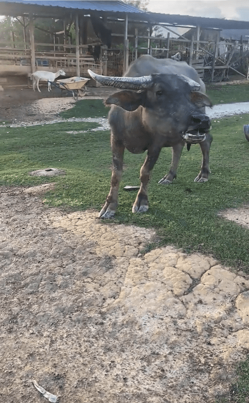 Buffalo at the pen