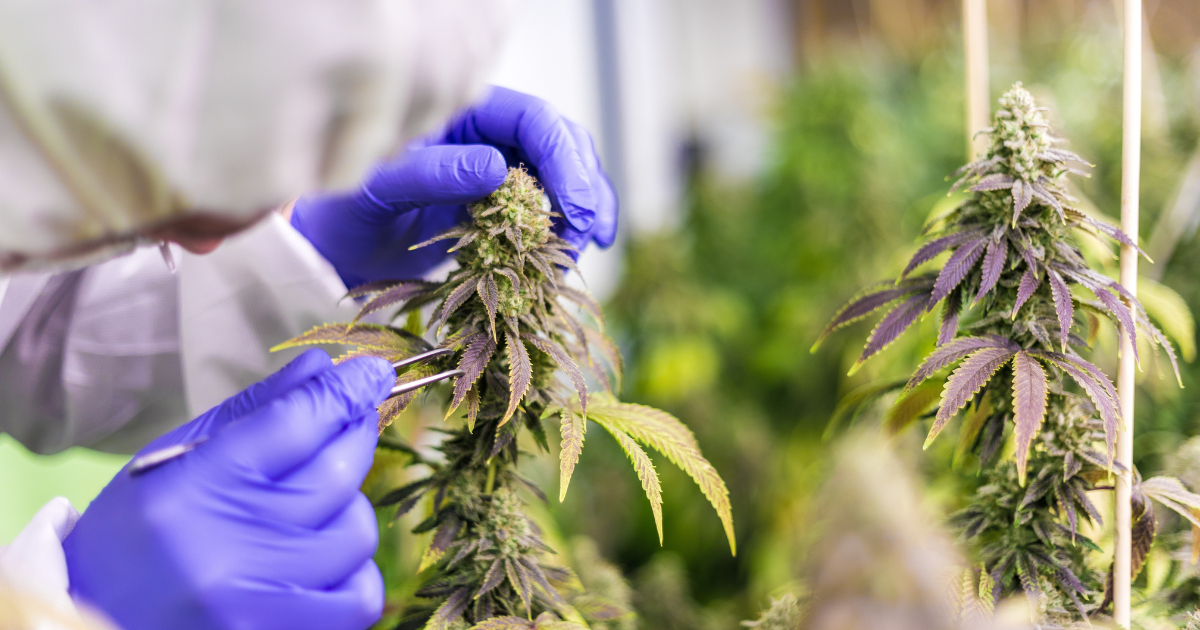 cannabis leaves thailand