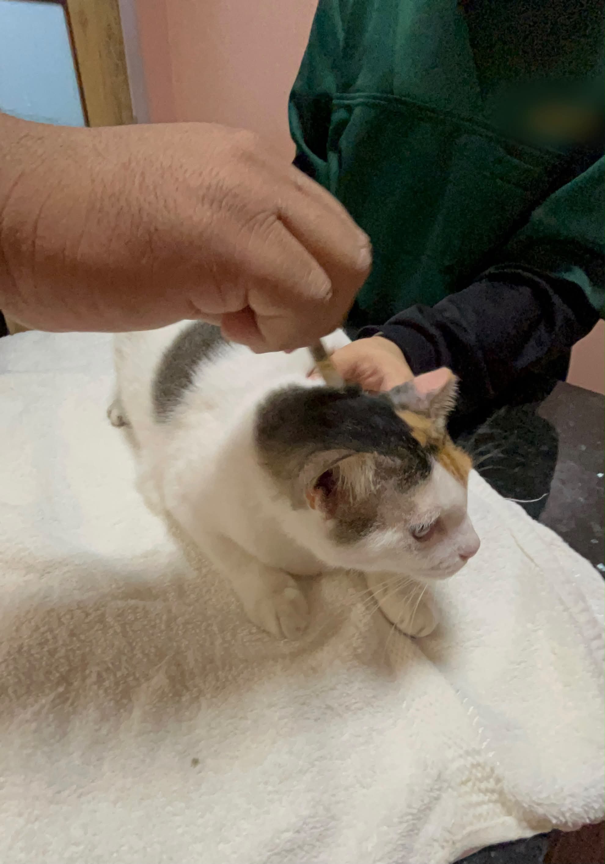 cantik at vet