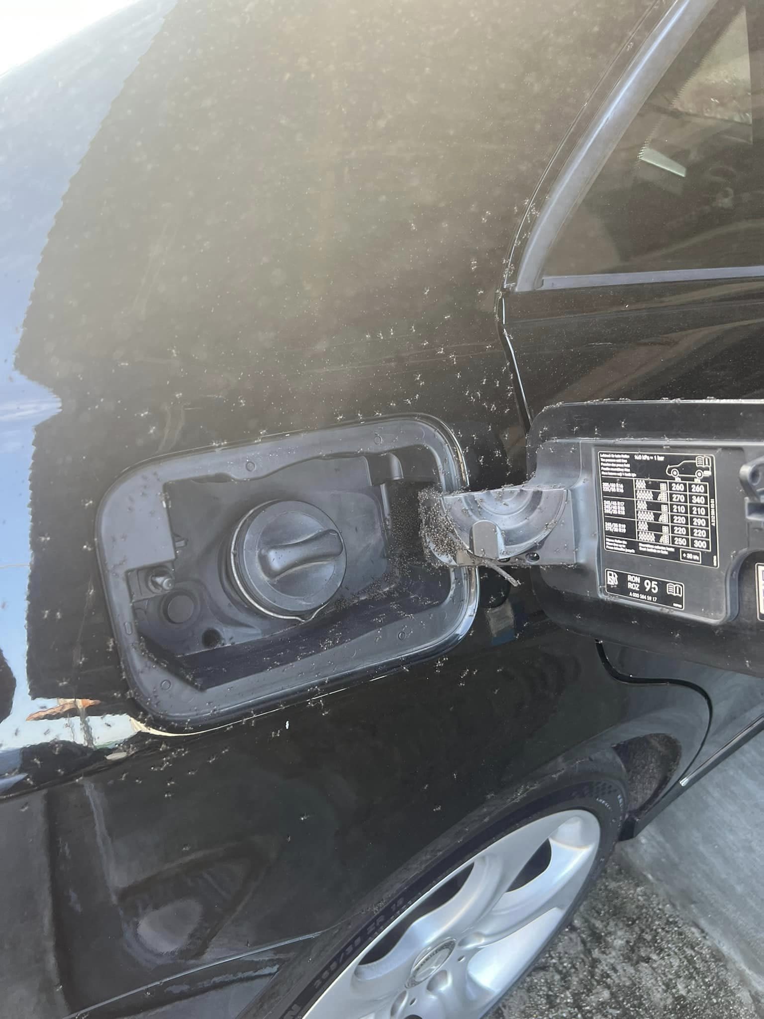 Car became an ant nest