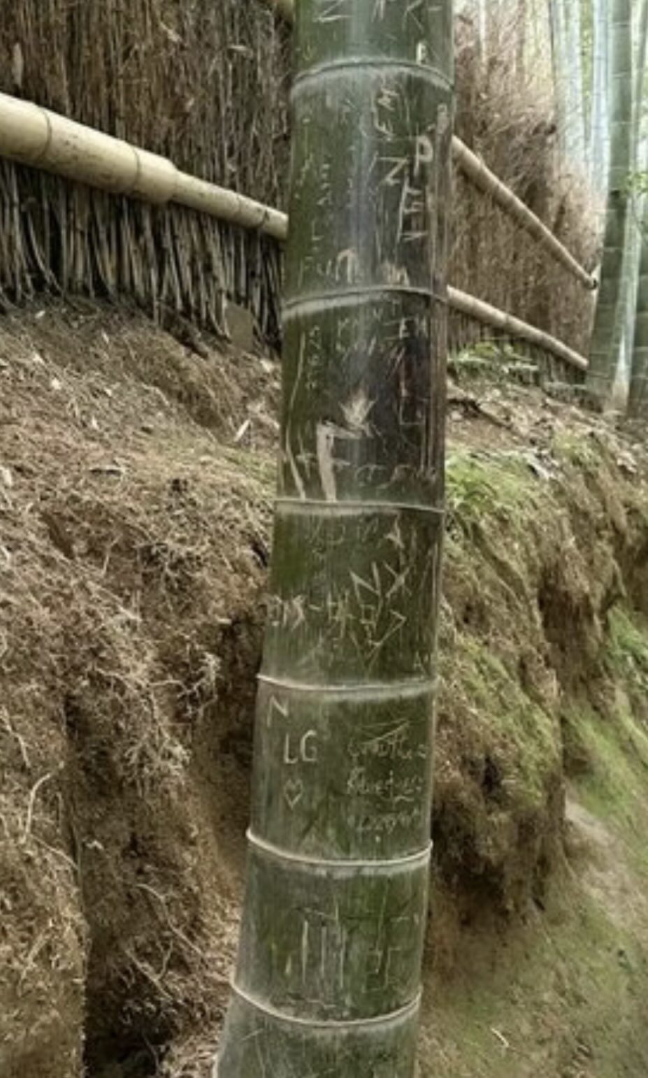carvings on bamboo Japanese Arashiyama