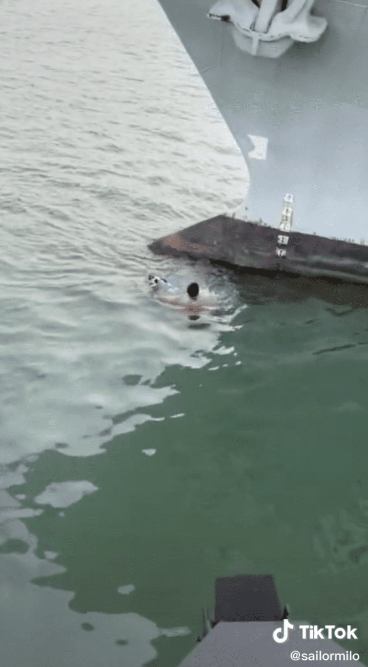 [VIDEO] Sailor Praised For Jumping Into Sea To Save Cat Trapped On Ship's Bow