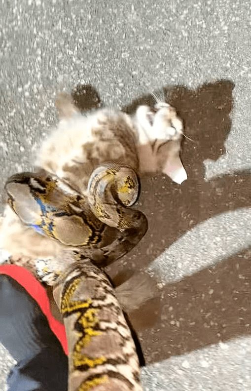 Cat captured by phyton