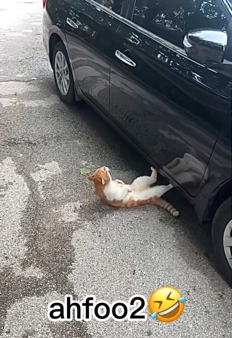 cat doing crunches