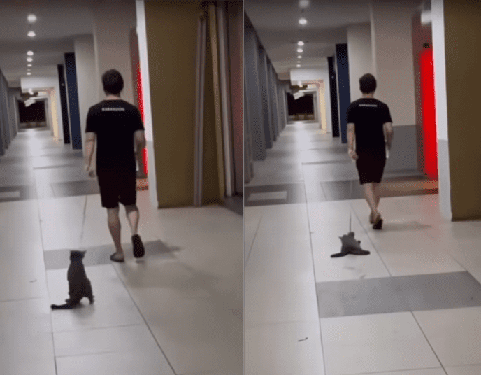 Cat dragged by the neck with rope