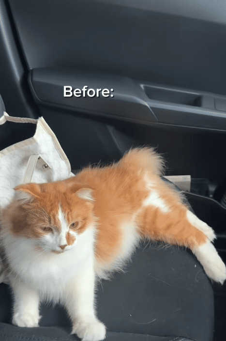 Cat lock itself inside (1)