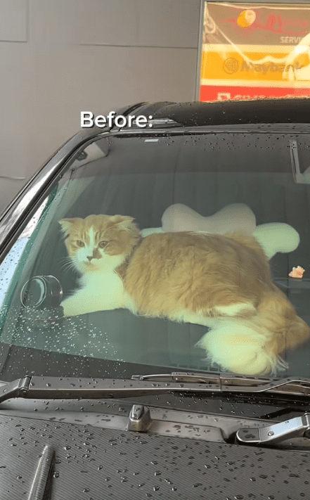 Cat lock itself inside (2)