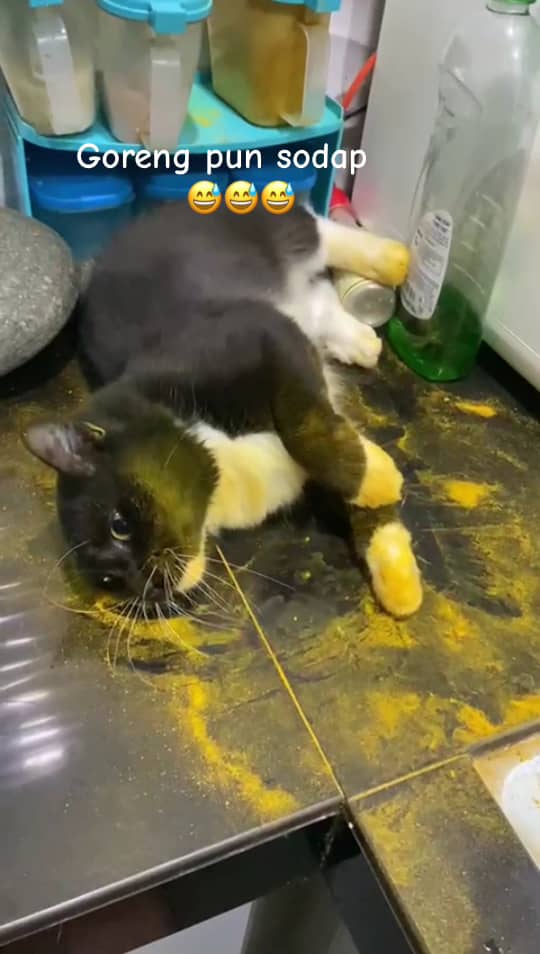 cat rolling on turmeric powder spilled on a kitchen table 